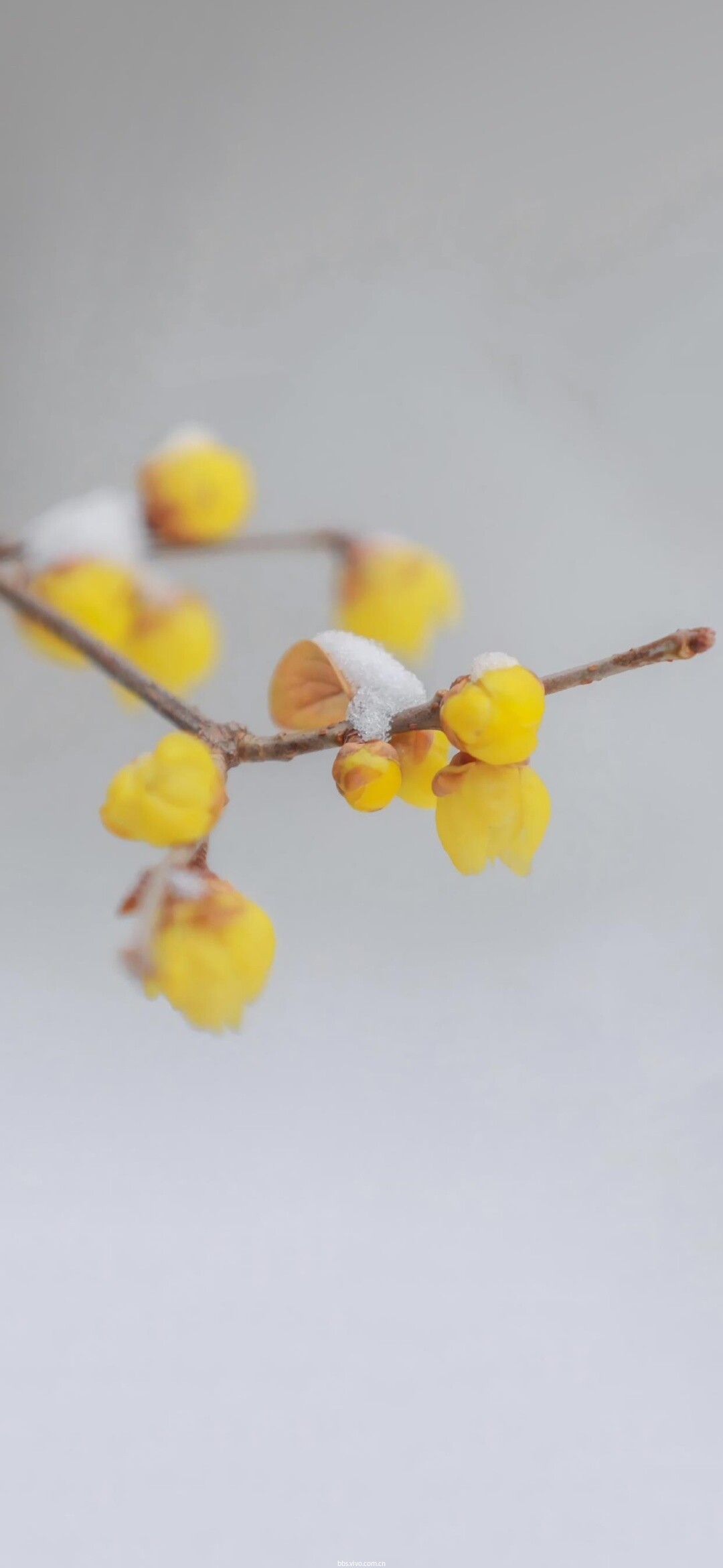 壁纸分享|梅花初放,一点红