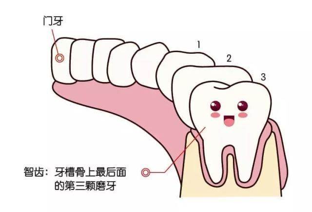 生活小百科 | 长智齿了,到底要不要拔?