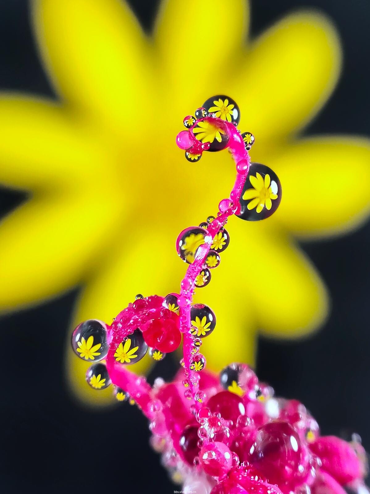 教程分享| 手把手教你用vivo手机拍出唯美水珠花