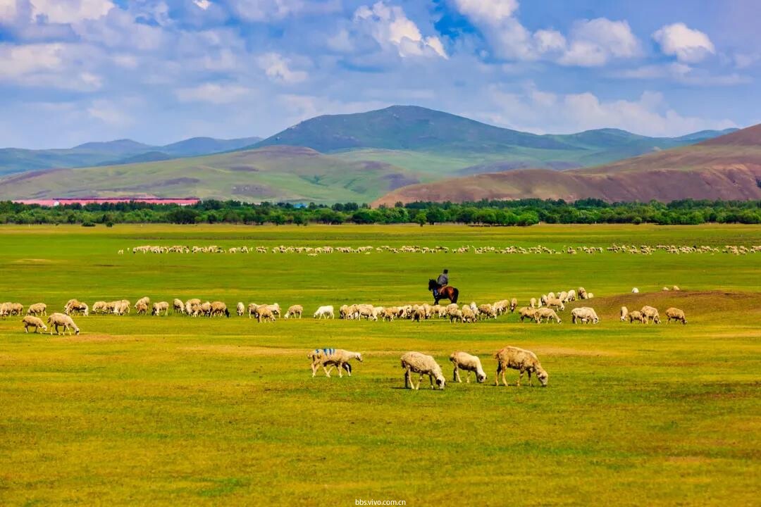 草原上,牧民们唱着歌牧着牛羊,远处的小伙正骑着骏马奔驰,好不
