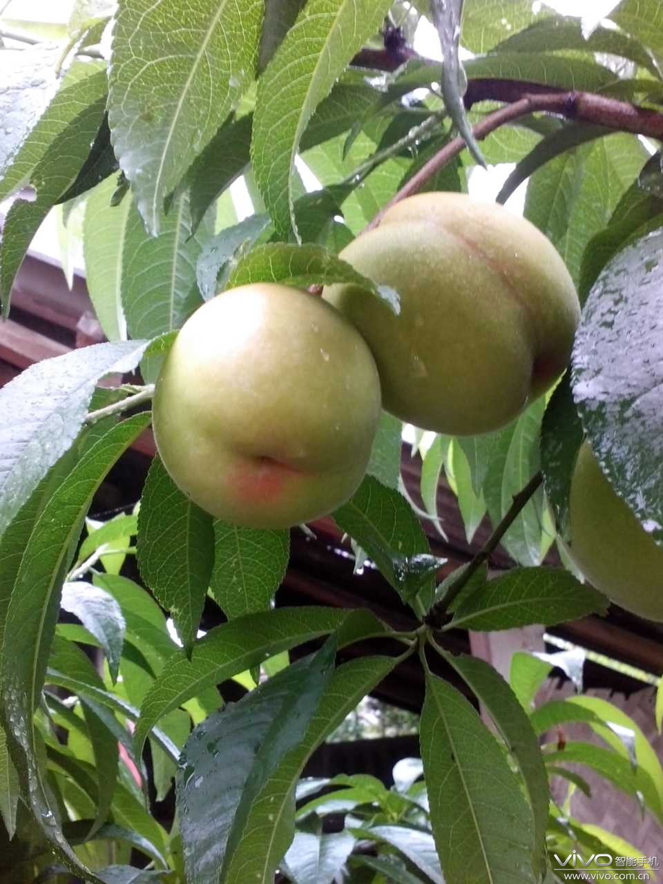 【极致美颜】诱人的桃子-v粉家园-vivo智能手机v粉社区