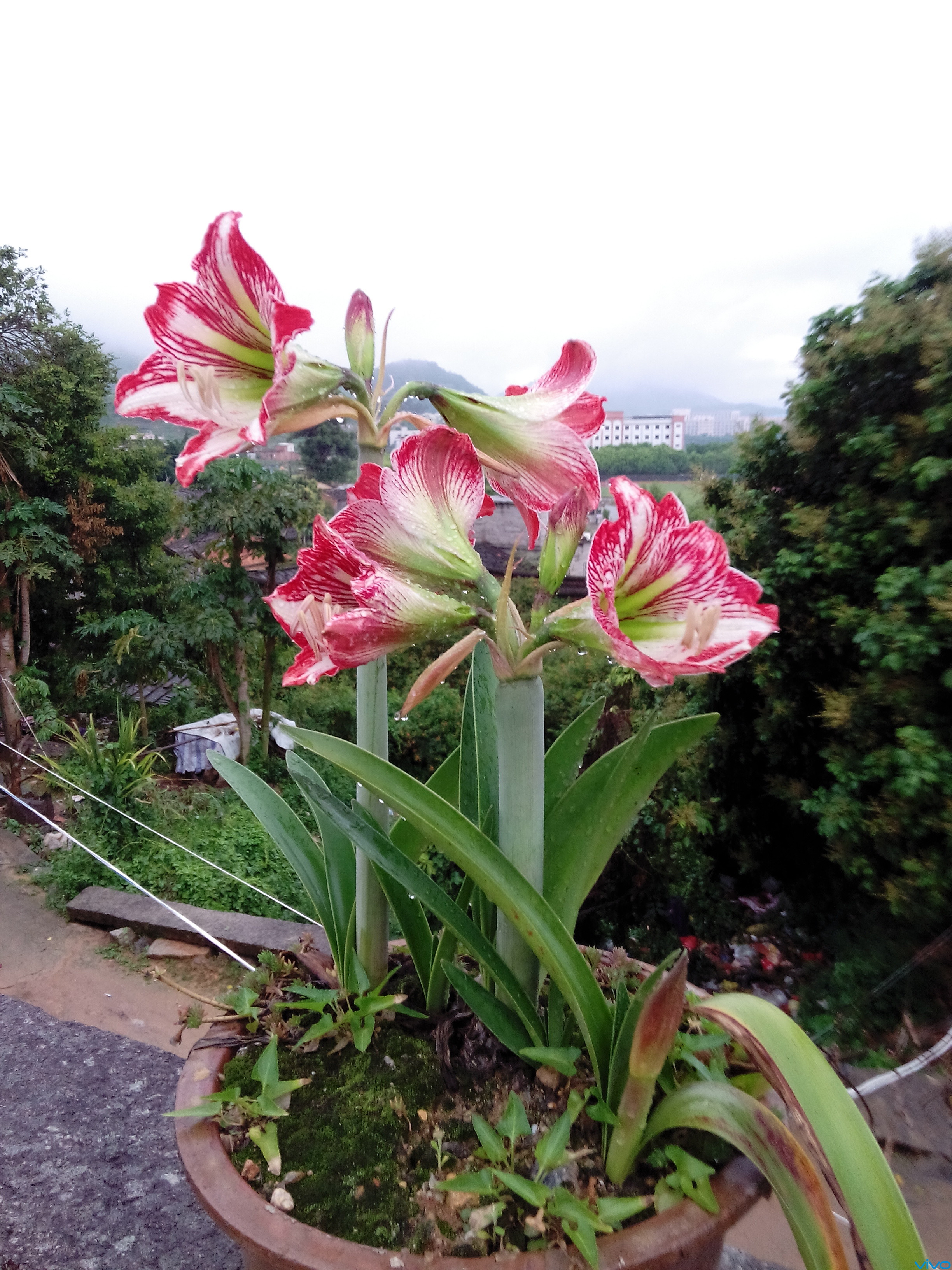 【极致拍•摄】晚雨对兰-v粉随拍-vivo官网社区