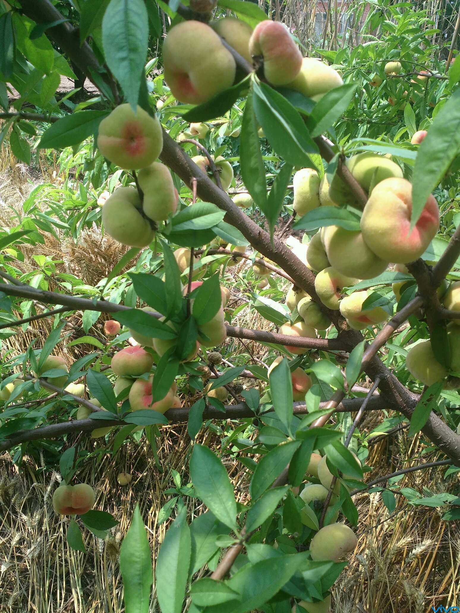 我家的蟠桃 - vivo官方社区