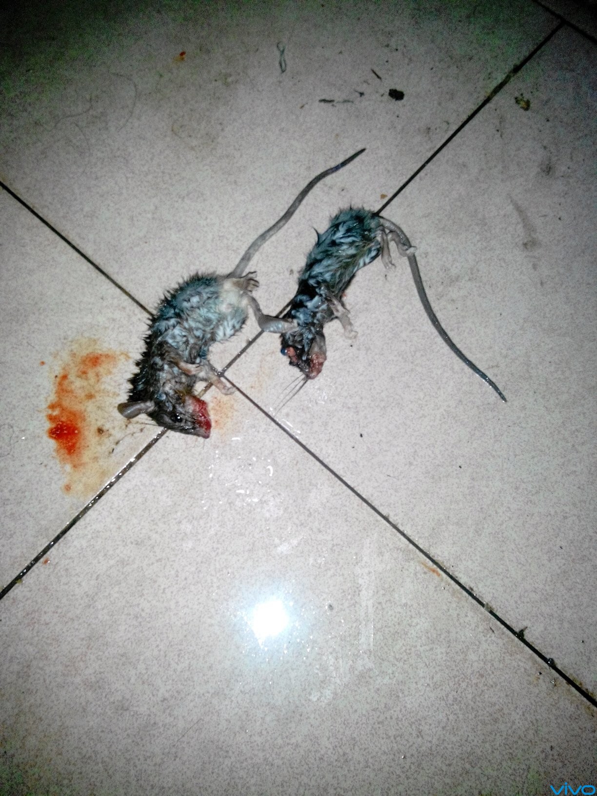 太多老鼠了  好像有点恶心