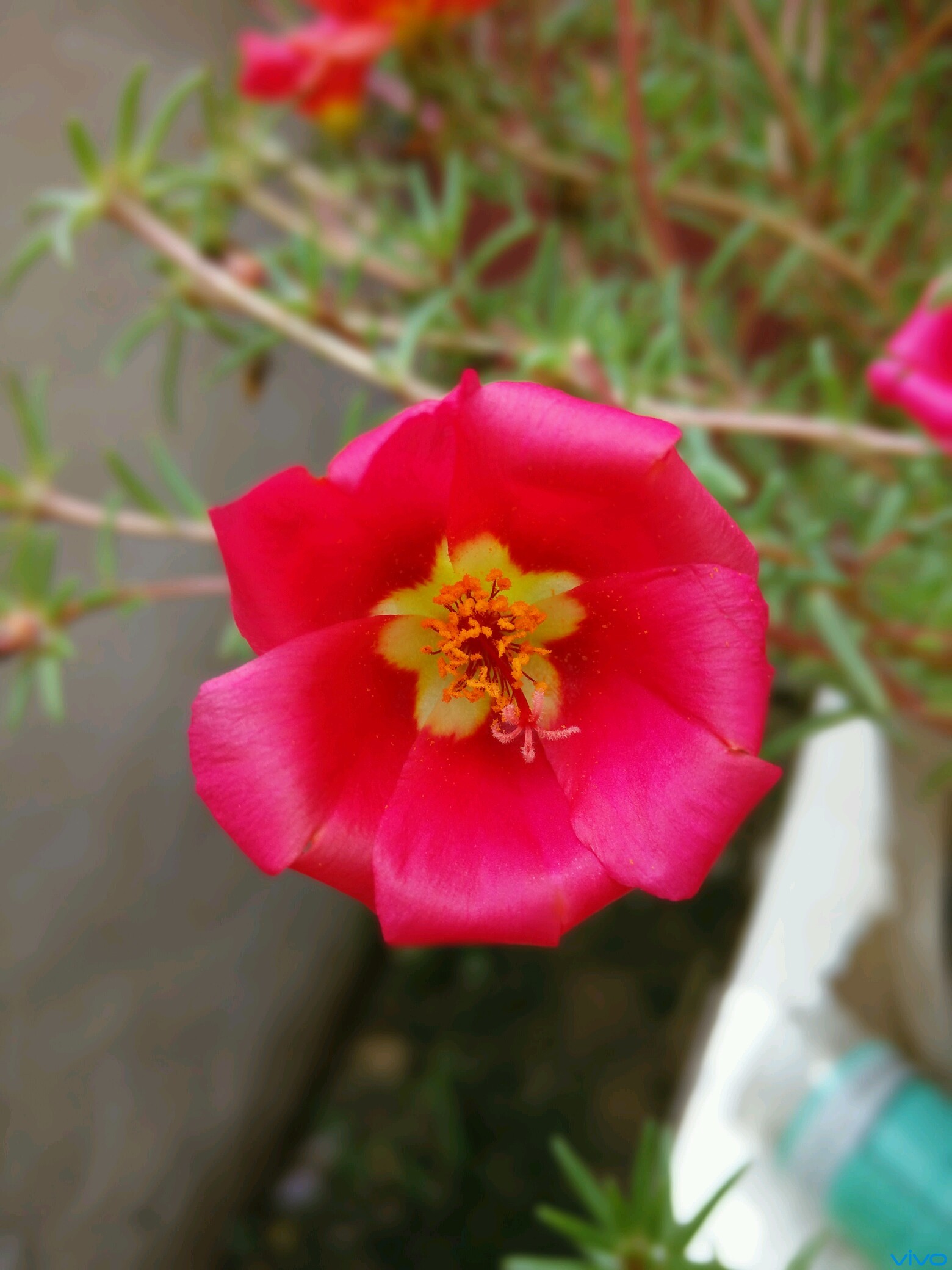 这花叫做掐不死.