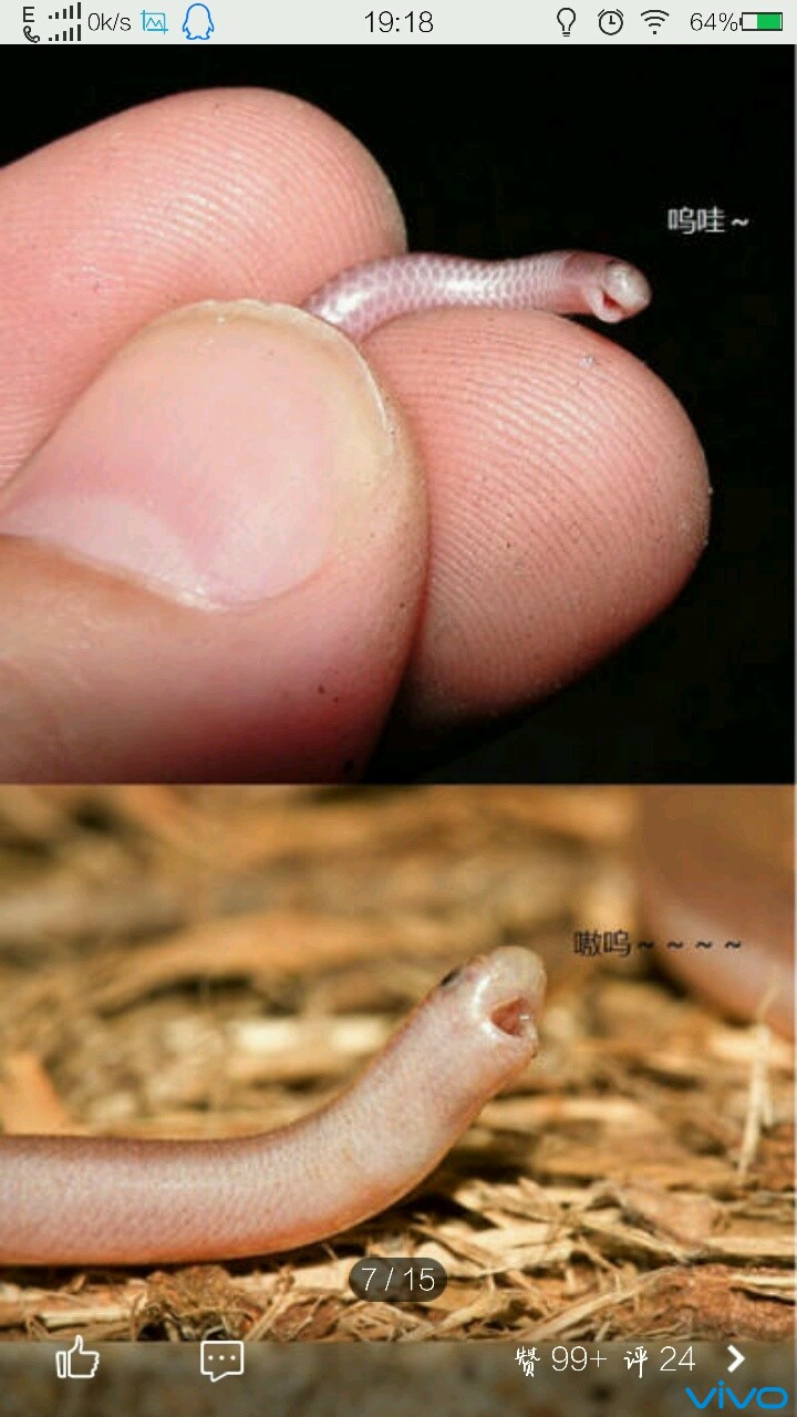 发现,最小的蛇