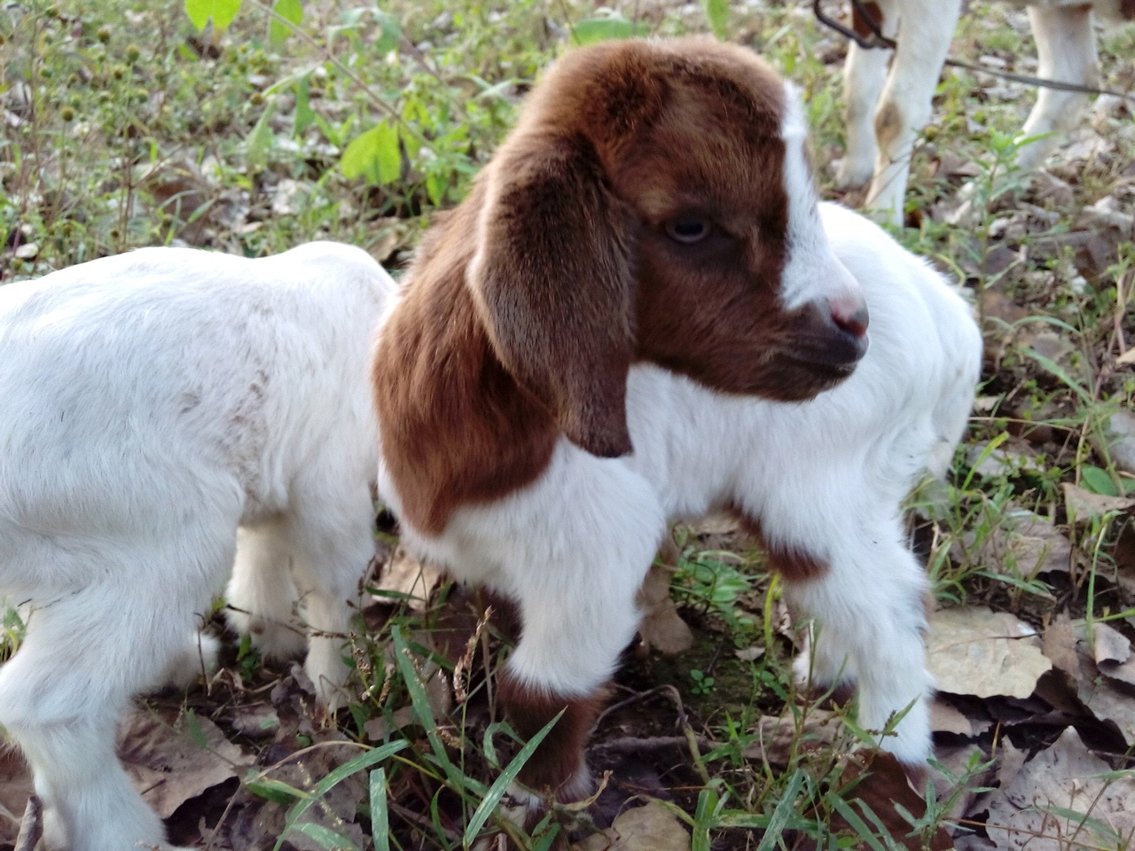 今天拍的小羊仔.可爱啊!