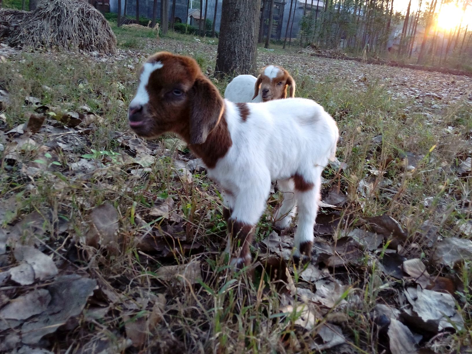 今天拍的小羊仔.可爱啊!