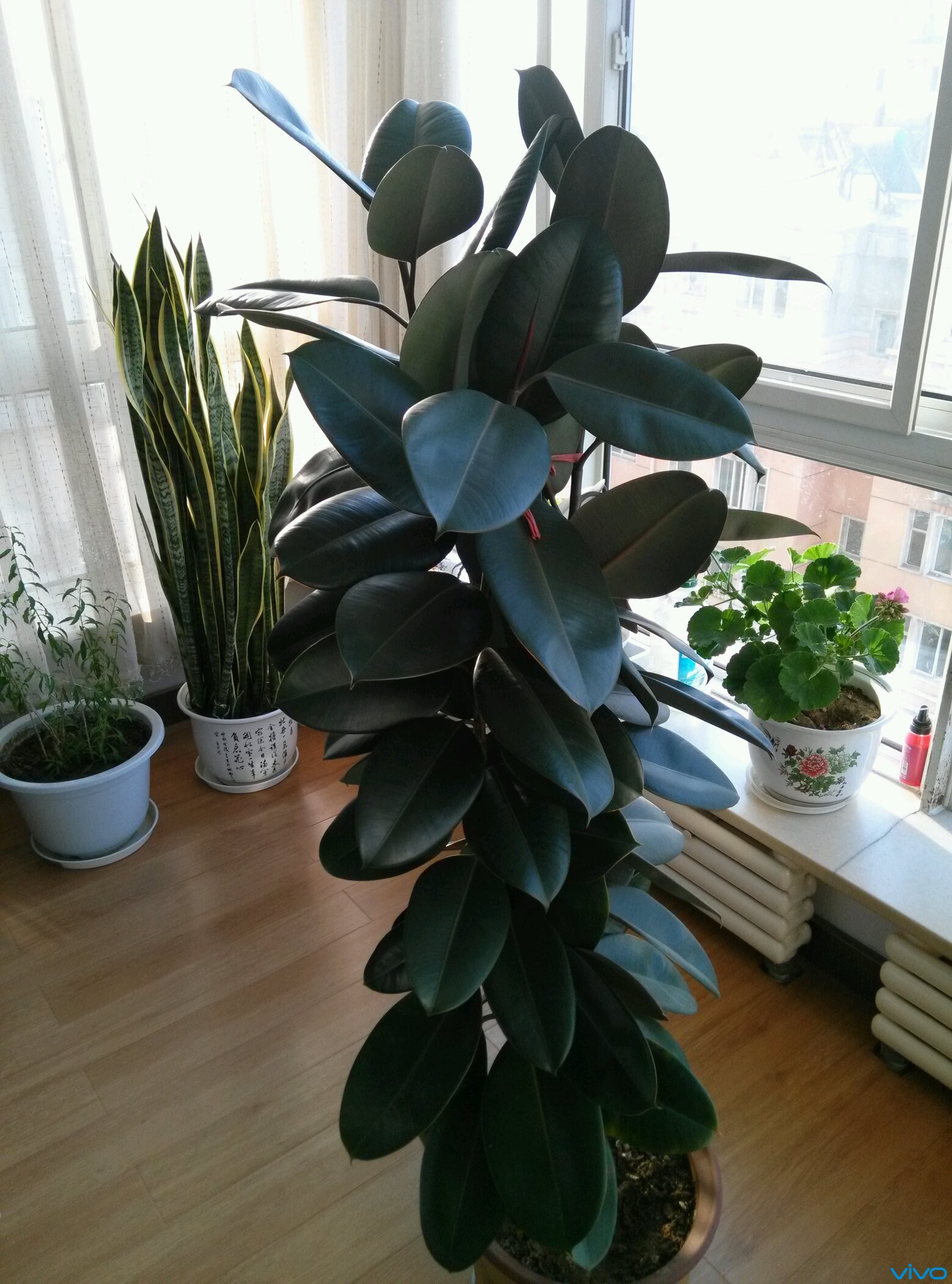 我家阳台就是个小型花圃