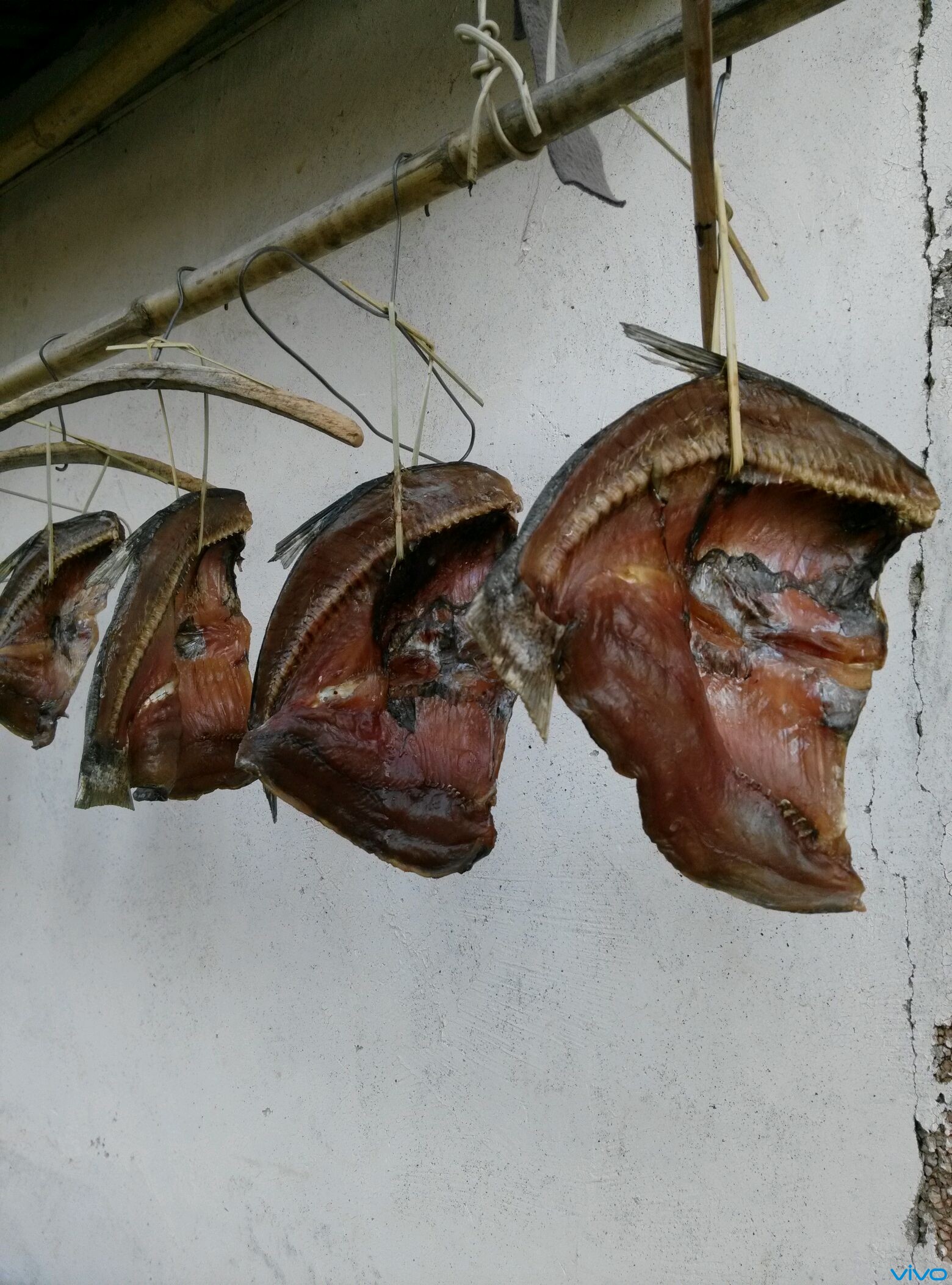 腊鱼.-v粉家园-vivo智能手机v粉社区