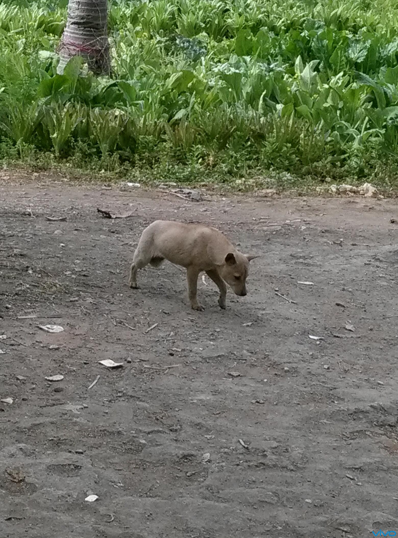 三脚狗 - vivo官网社区