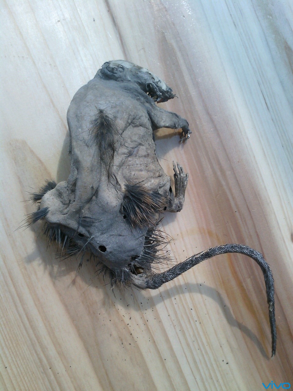 自然风干的老鼠