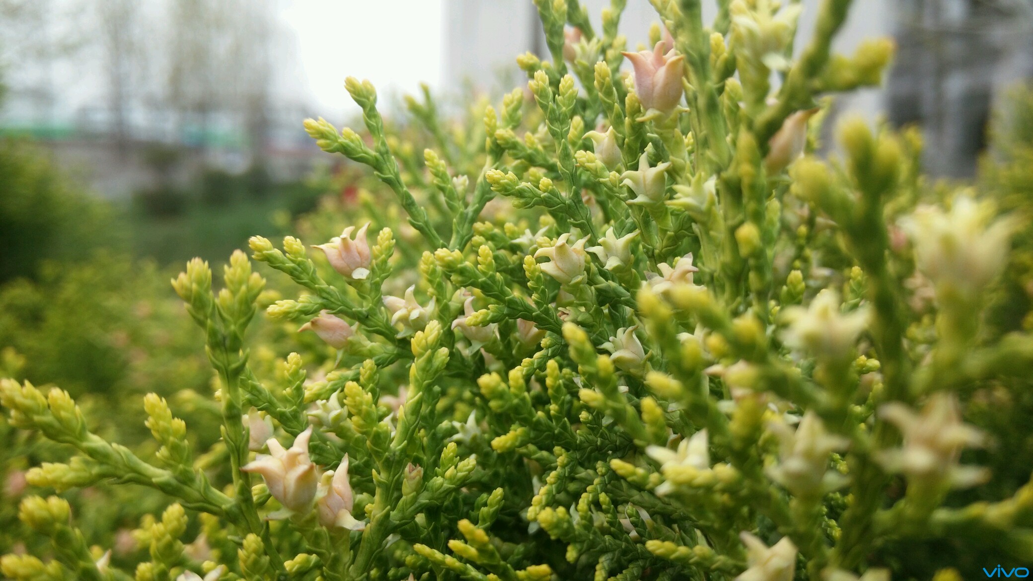 【微观世界】xshot洒金柏