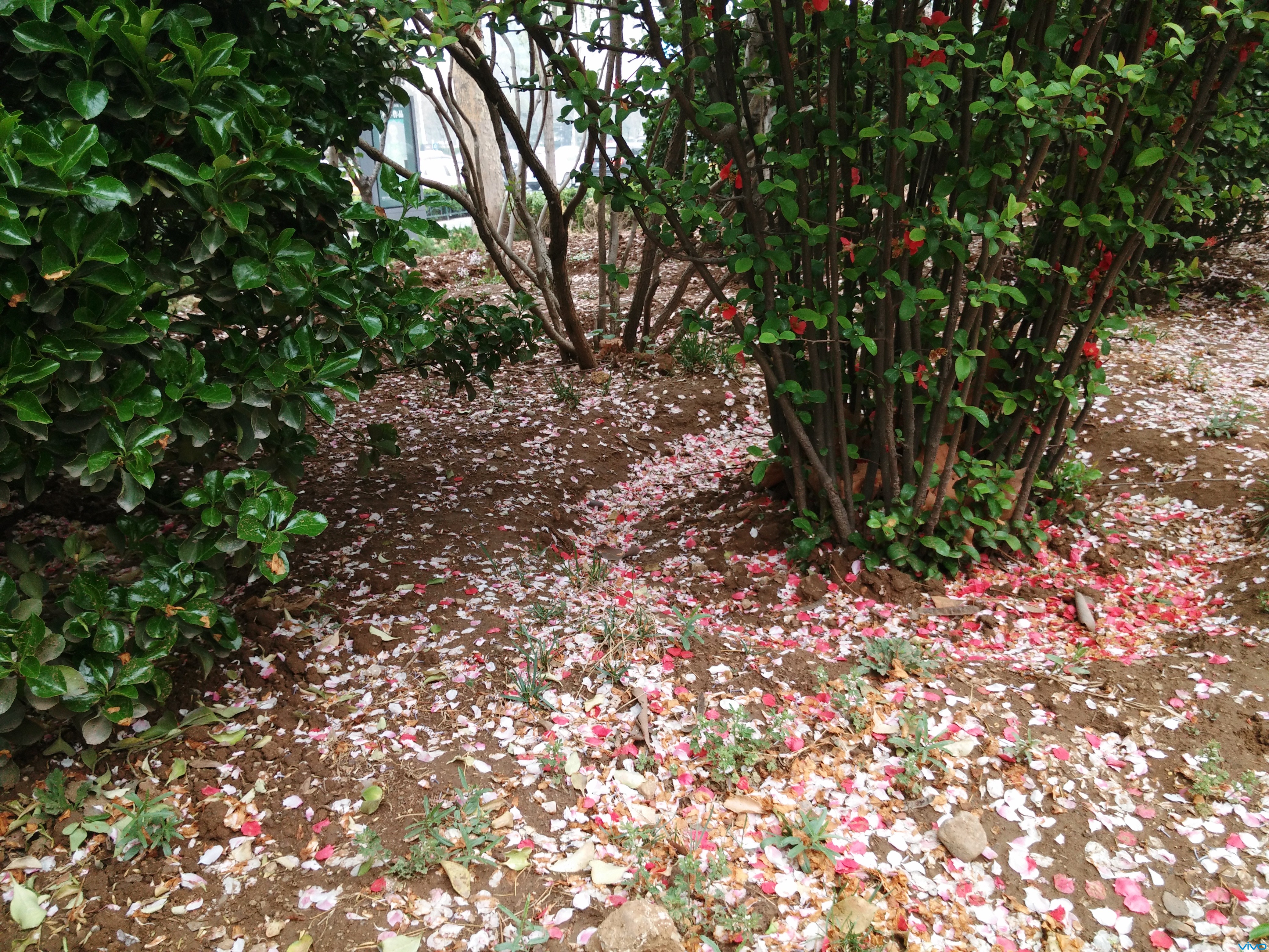 拍摄地点:济南泉城广场  拍摄机型:vivo xshot  花落了一地,也是难