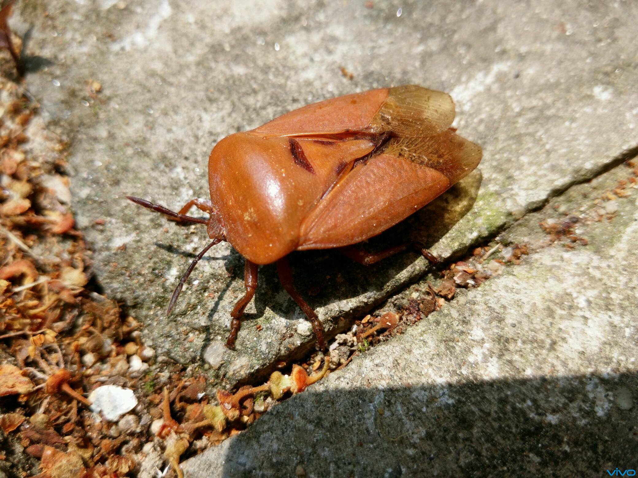 单独把这条虫拿出来看有人认识不