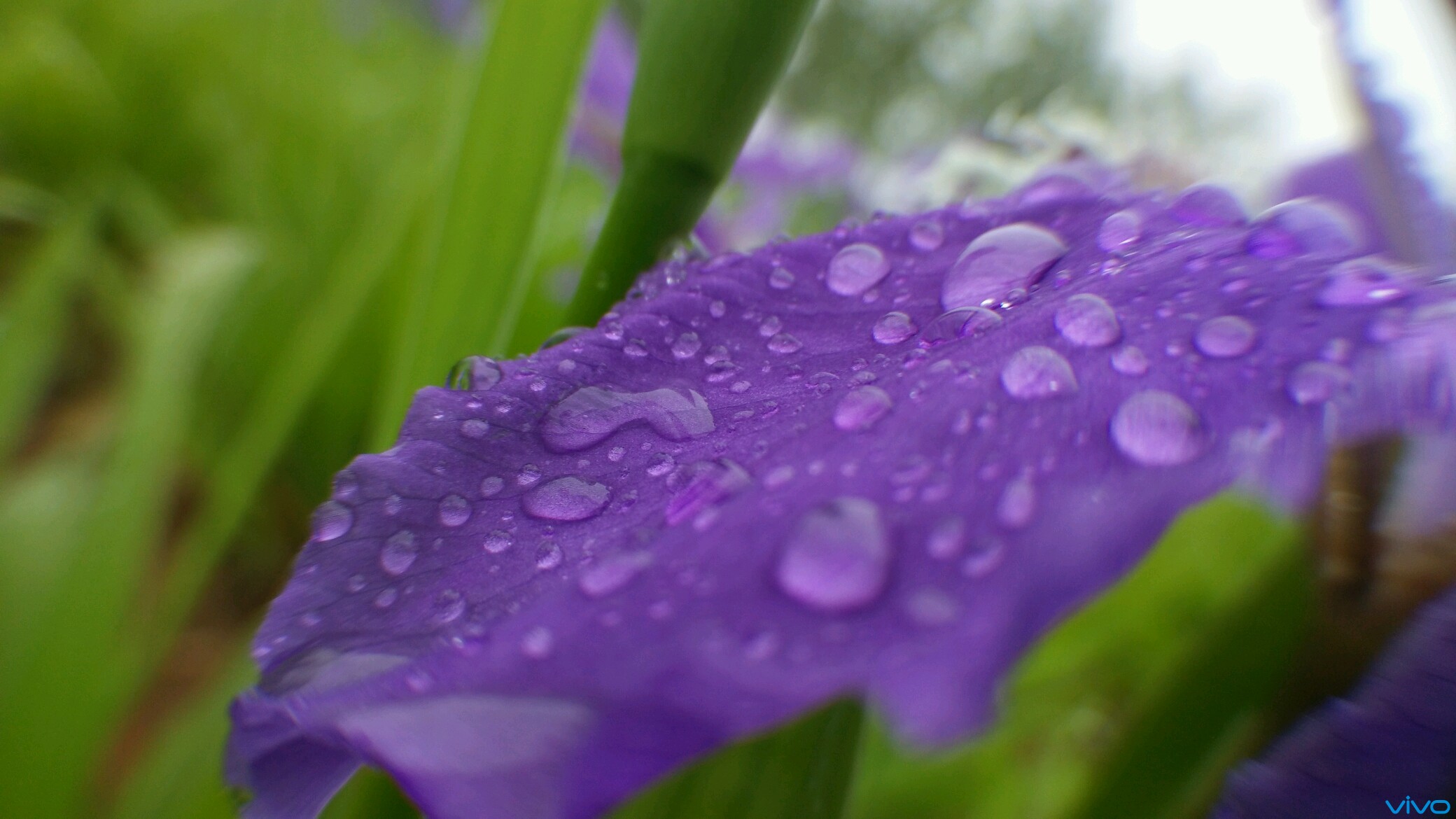 【微观世界】xshot雨露花