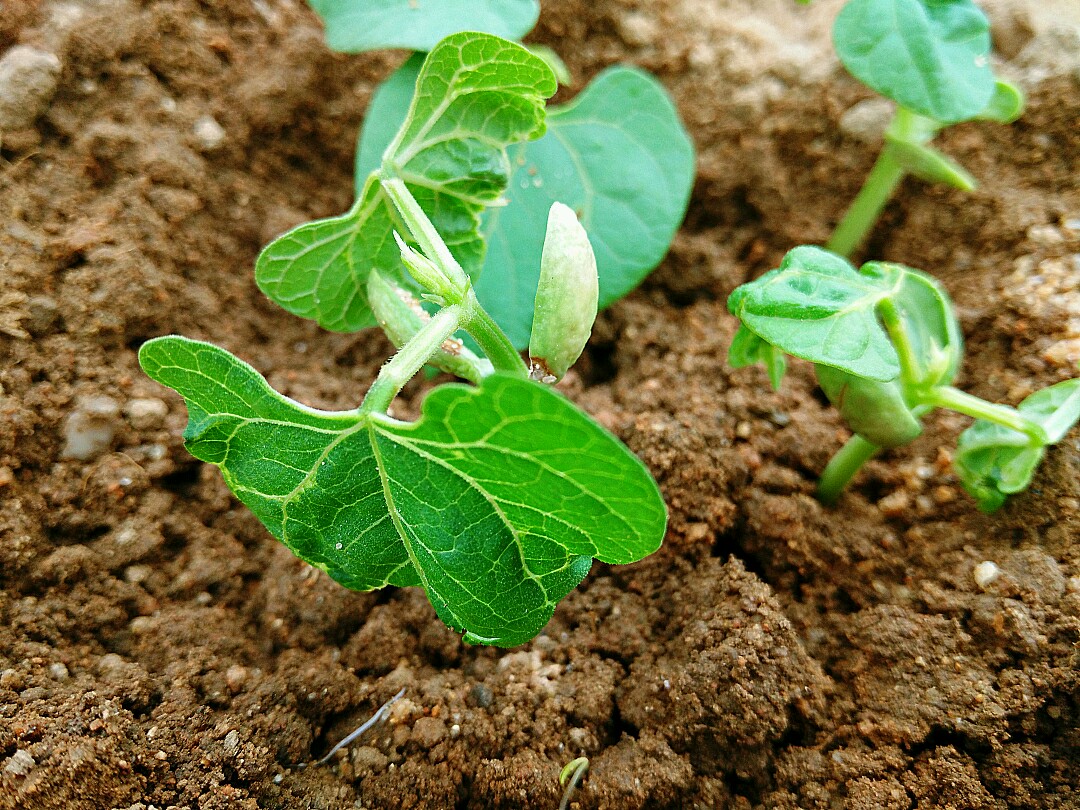 芸豆苗和爸爸栽上,  到了夏天,  吃不完的吃,  纯天然无污染,  要