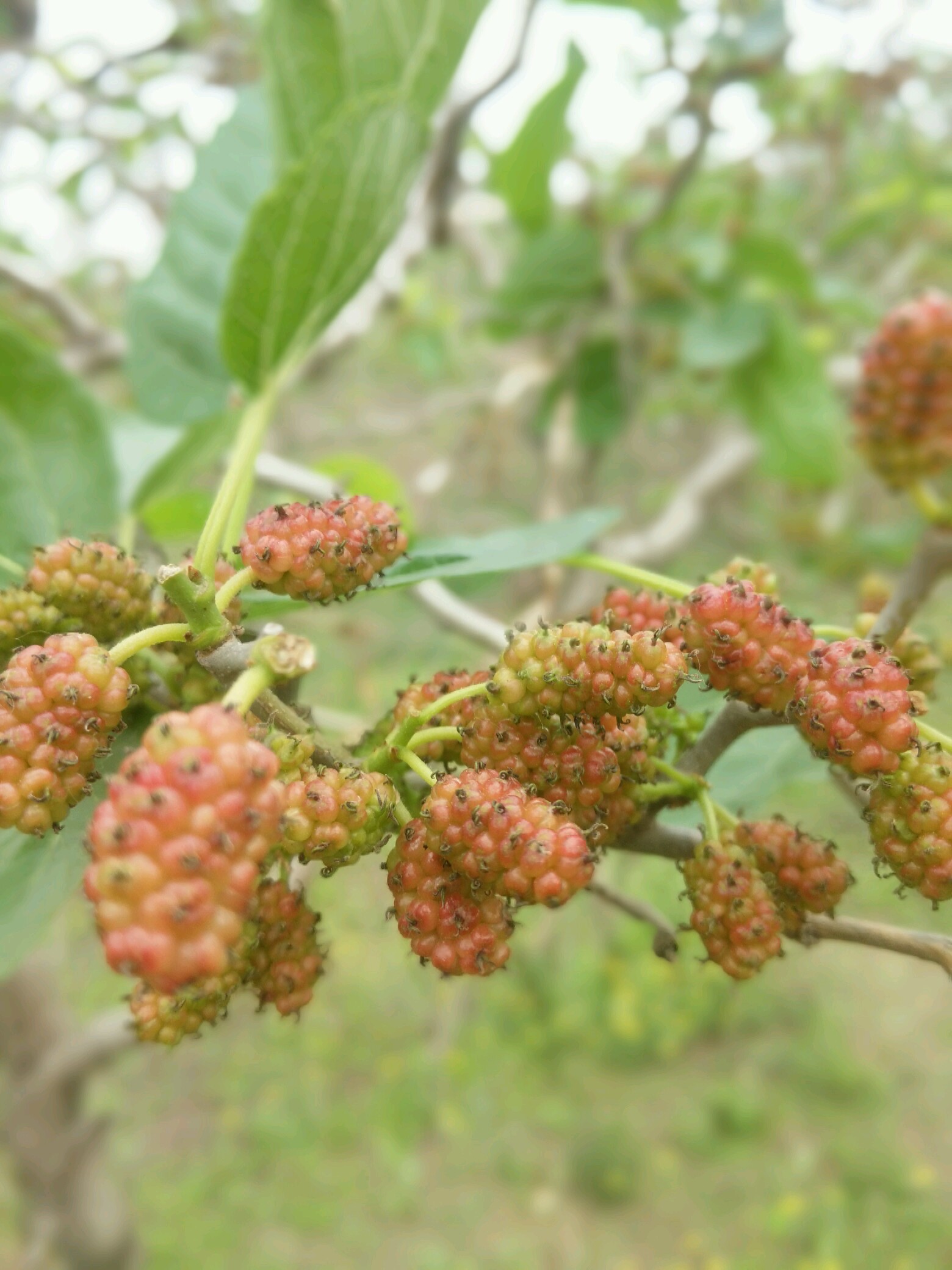 桑葚成熟的季节 