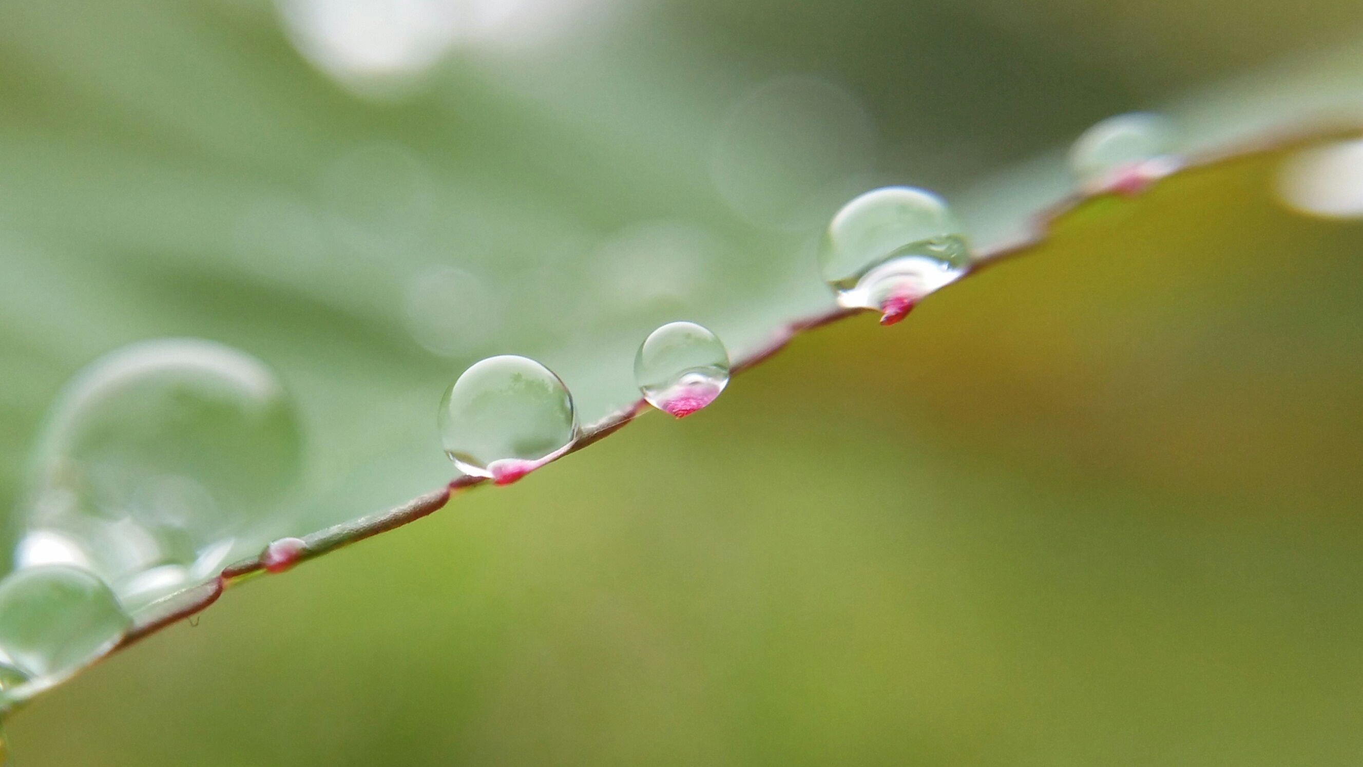 【xshot】雨後水珠篇