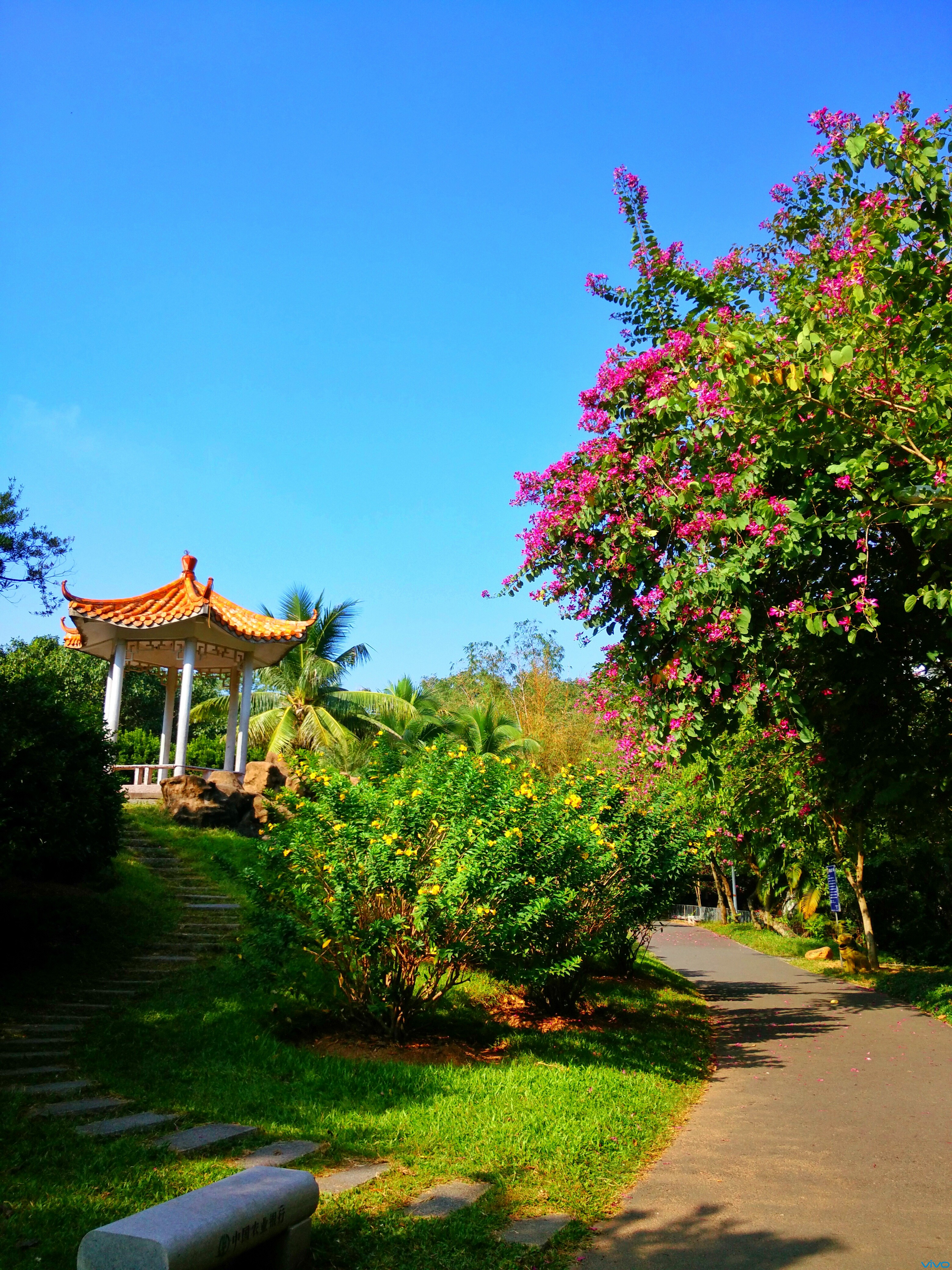 【最美天空】花的天空