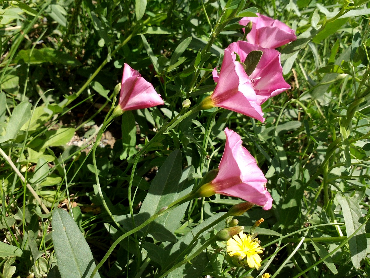 打碗花和田旋花的區別