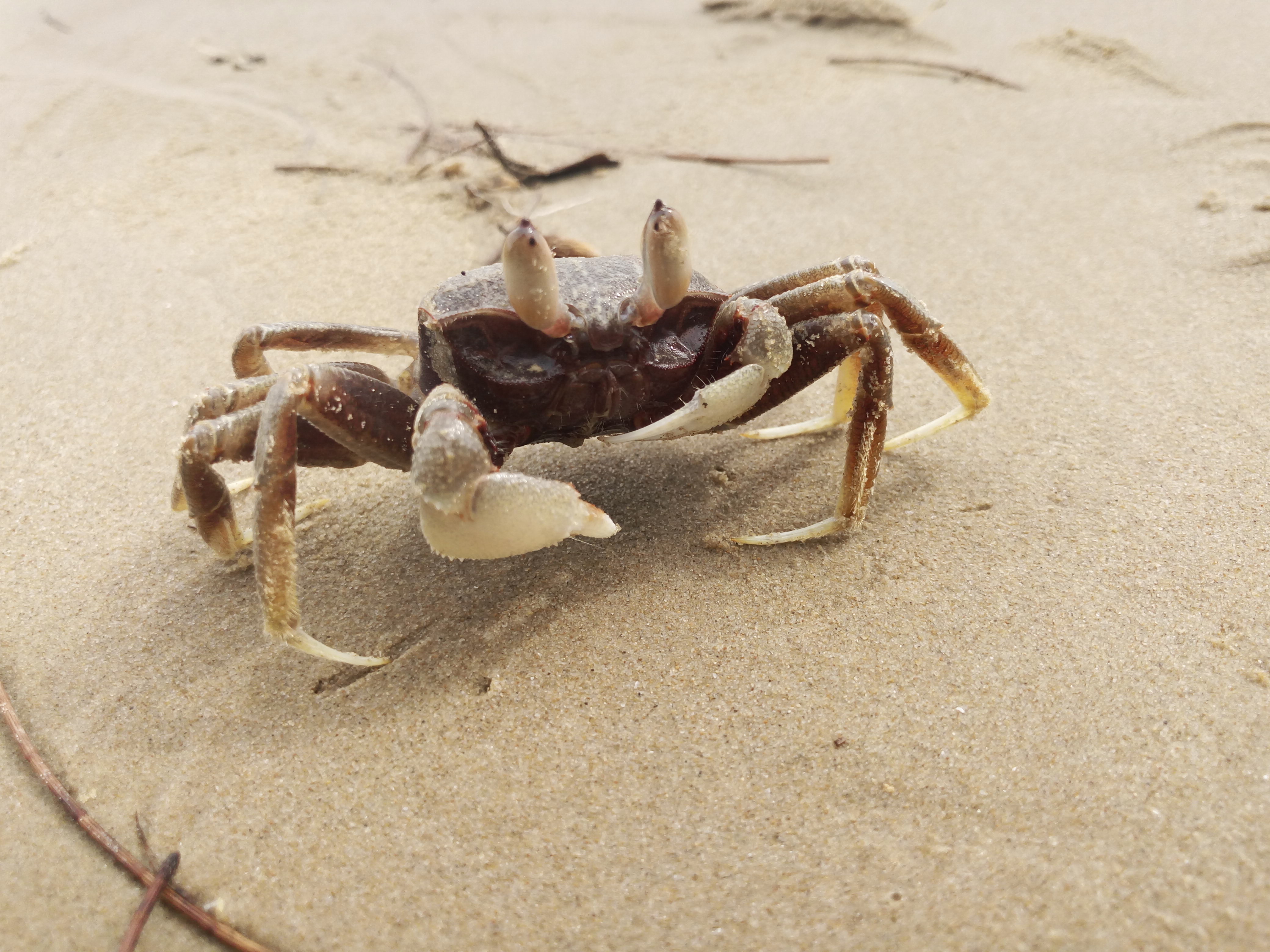x5max铂金版旅游时拍的蟹老板晶莹剔透哦