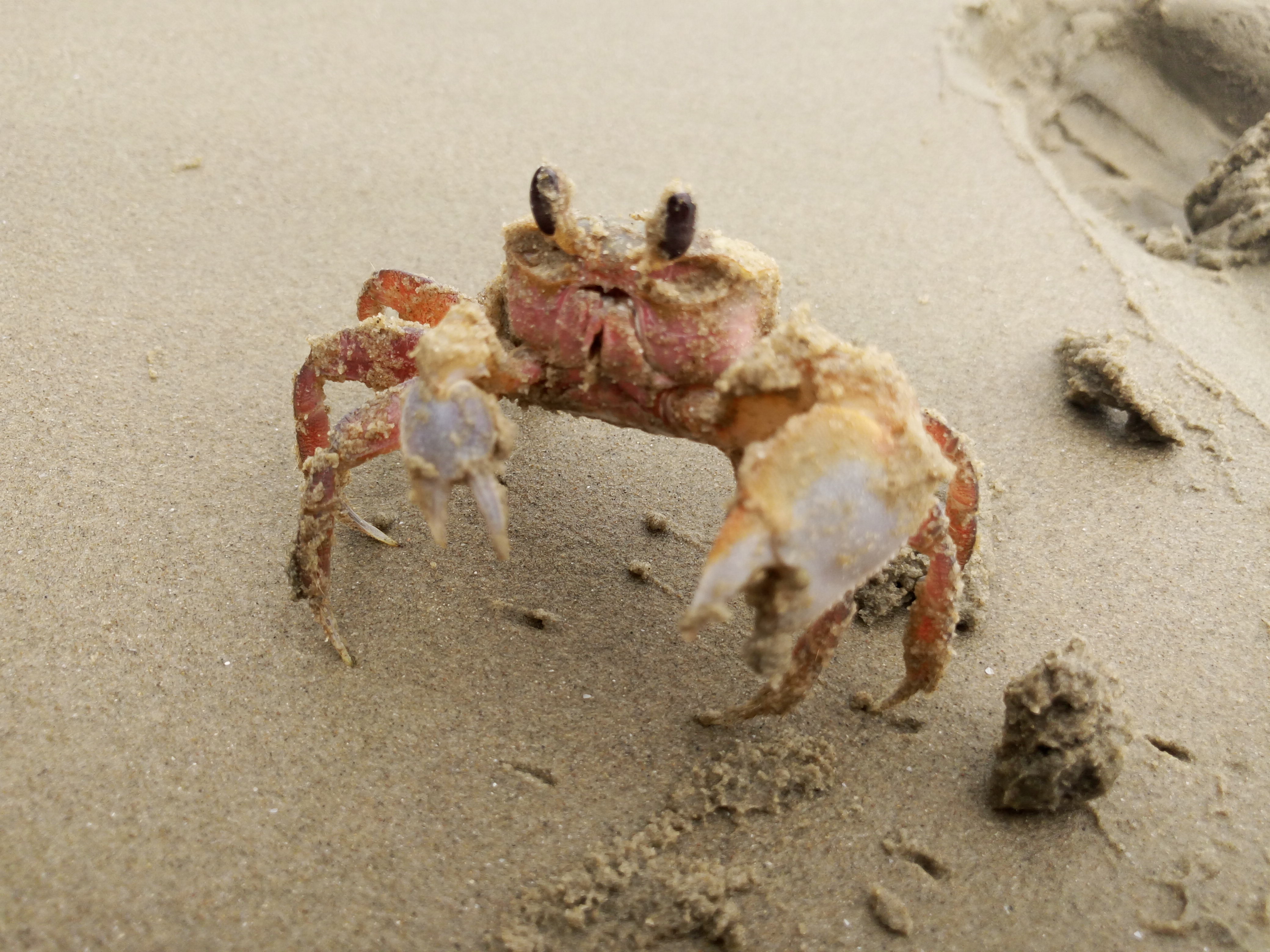 x5max铂金版旅游时拍的蟹老板晶莹剔透哦