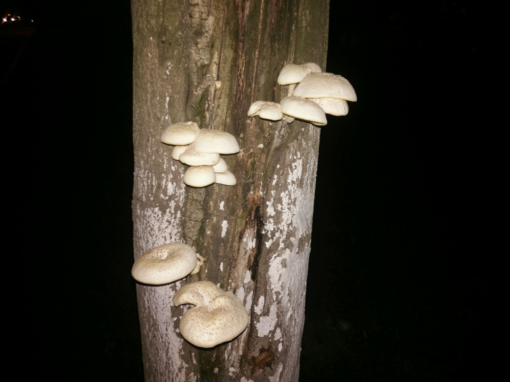 杨树桩上长的蘑菇图片图片