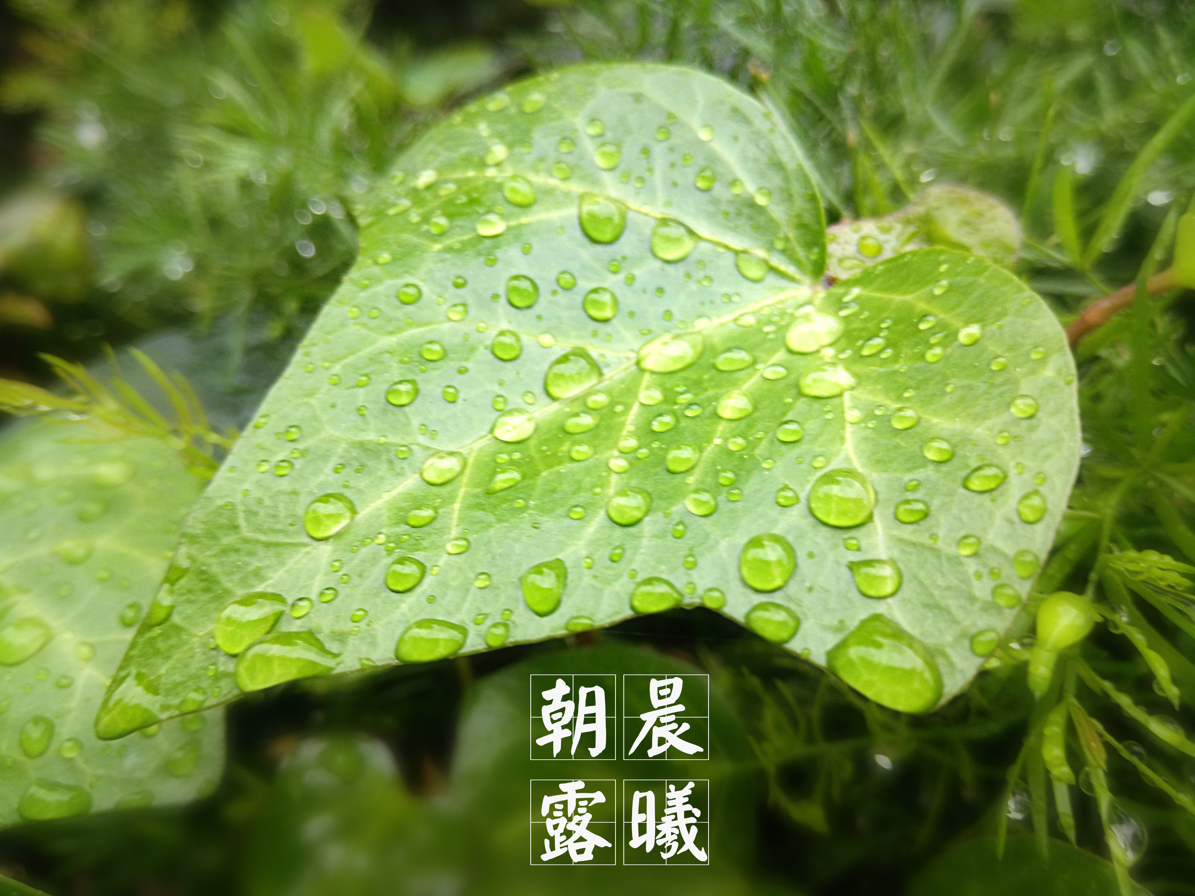 摄影达人xshot晨曦朝露