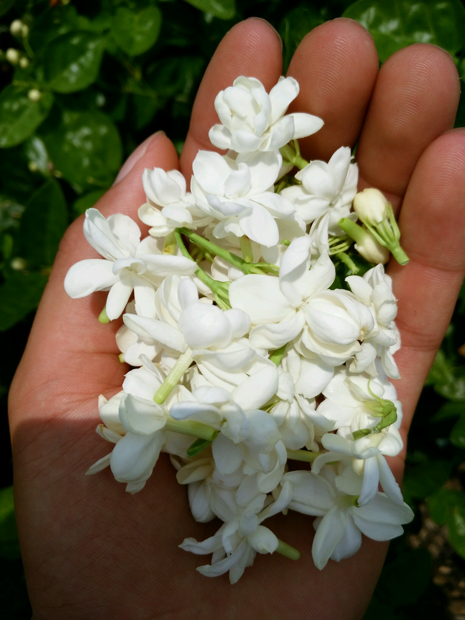 摘茉莉花