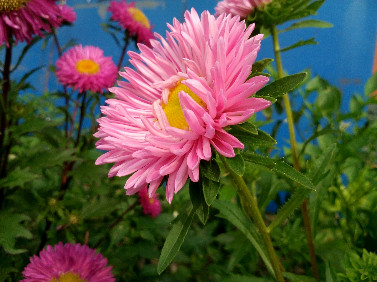 2015-8-19 10:18 编辑   中文学名:翠菊  别称:江西腊,七月菊,格桑花