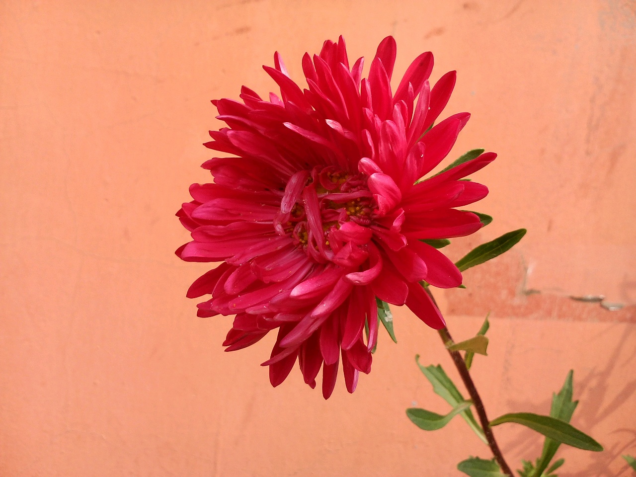 2015-8-19 10:18 编辑   中文学名:翠菊  别称:江西腊,七月菊,格桑花
