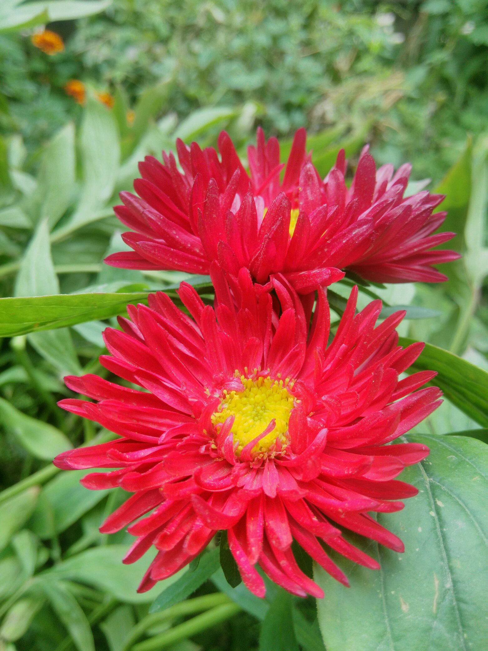 (vivox510w)七月绽放的菊花