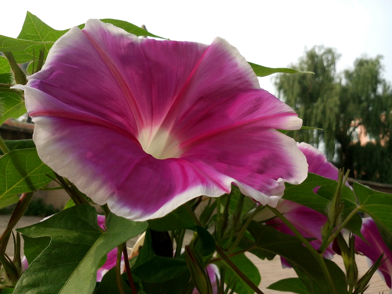 【y613】大牵牛花