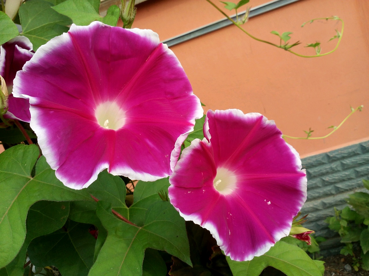 【y613】大牵牛花