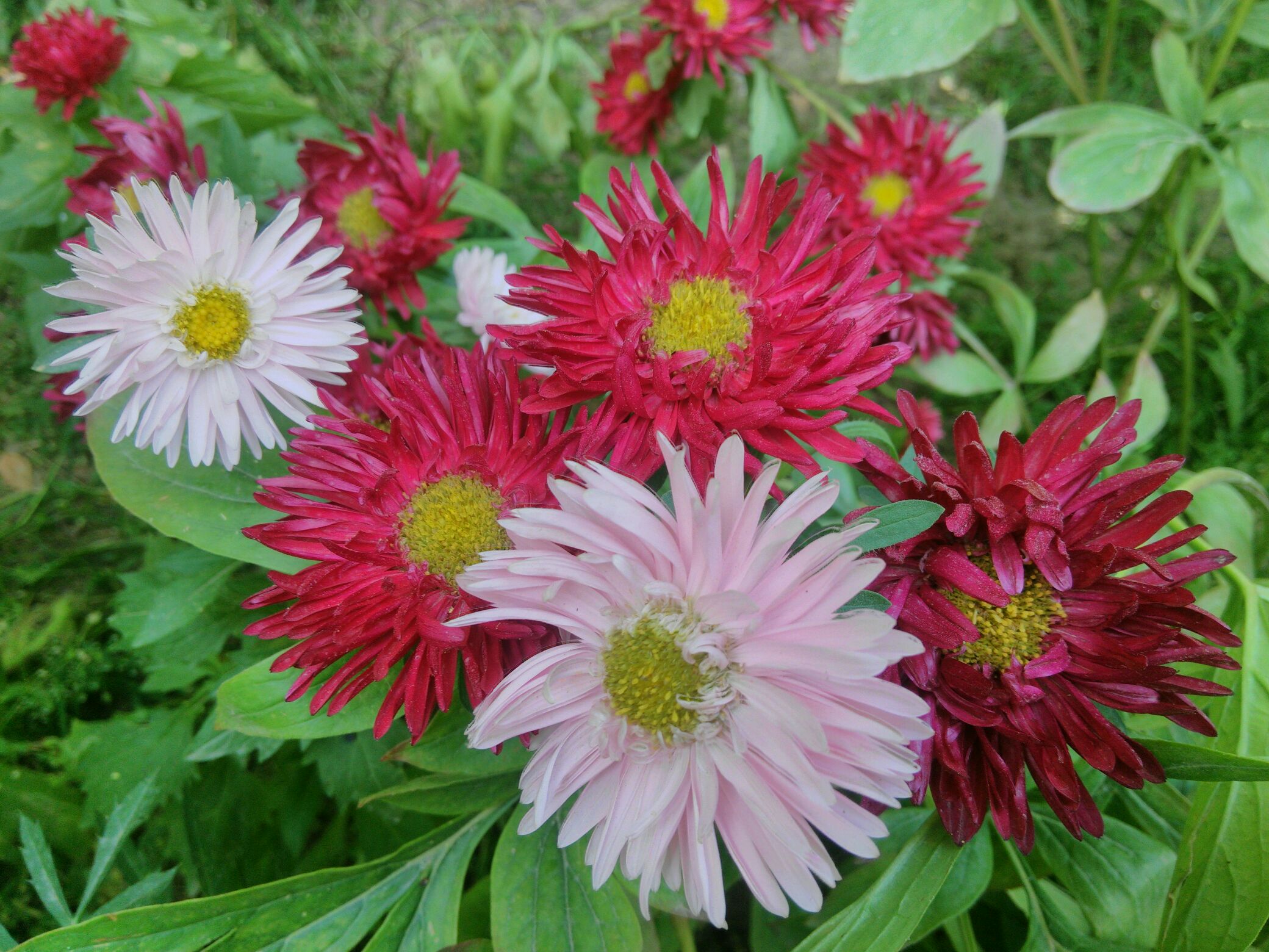 【xpaly】七月,菊花盛开的季节