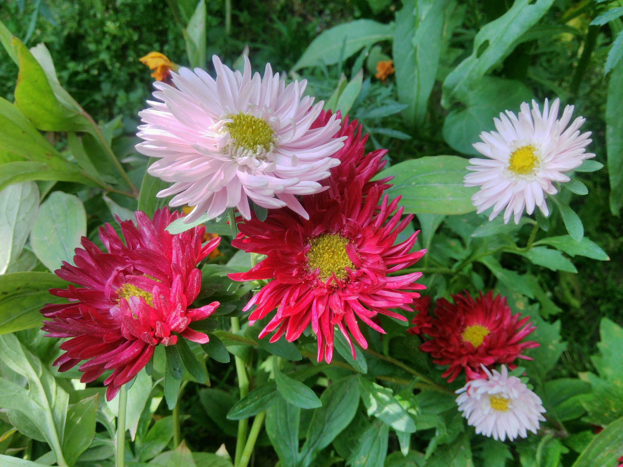 【xpaly】七月,菊花盛开的季节