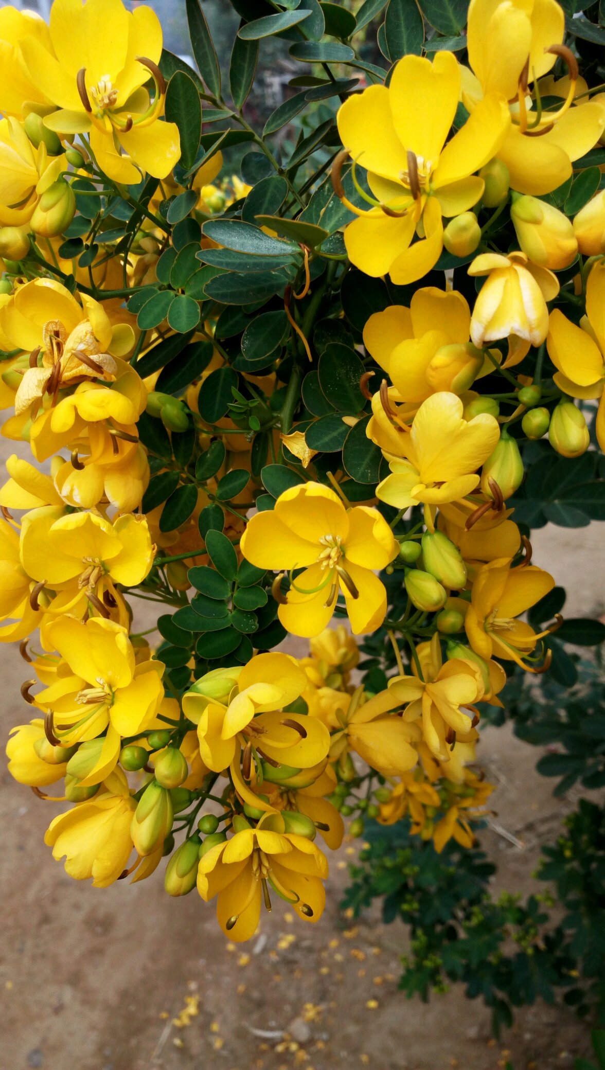 黄金梅花卉图片