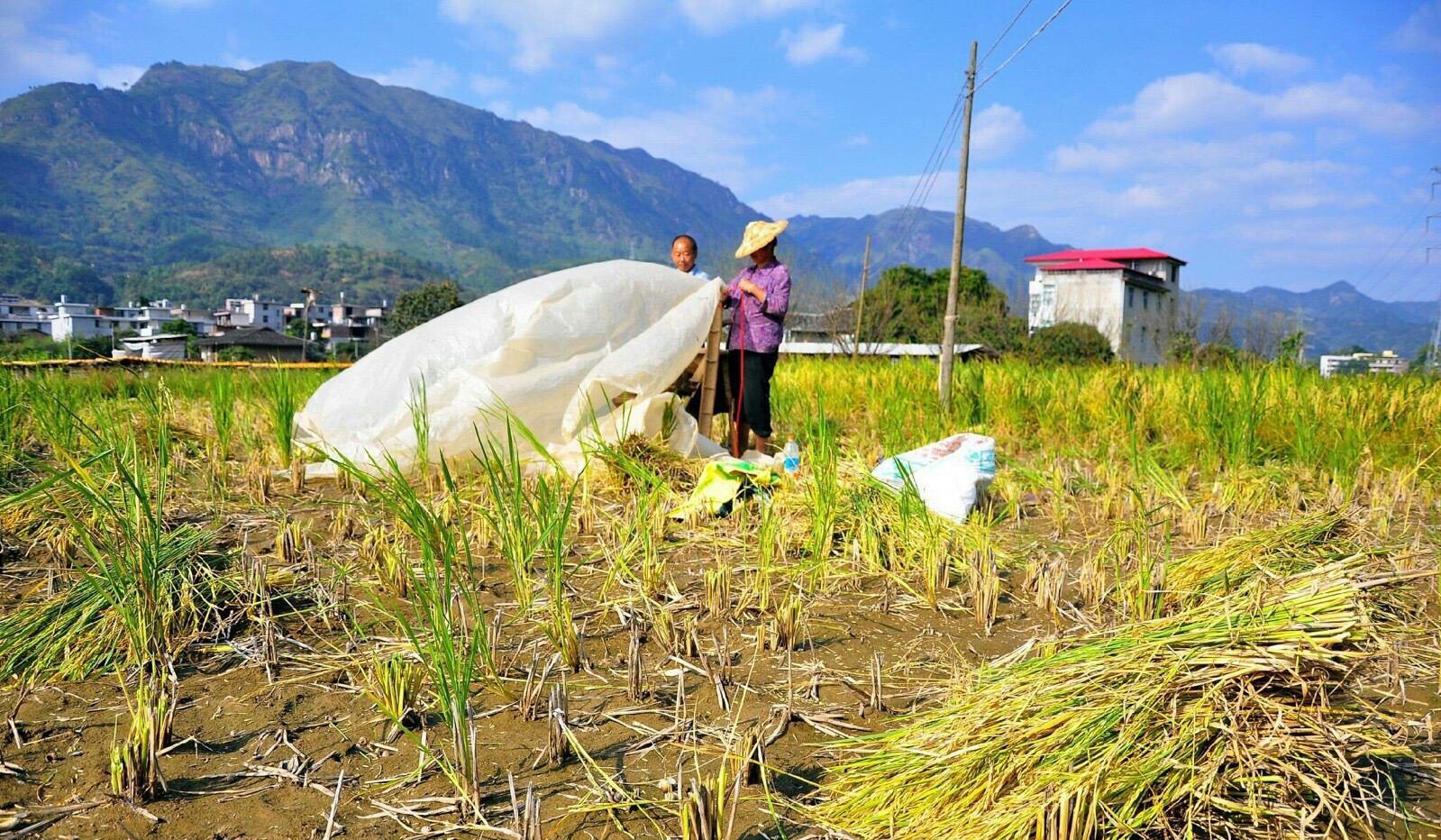 农民伯伯在田地里劳作,现在终于到了收获的时候.