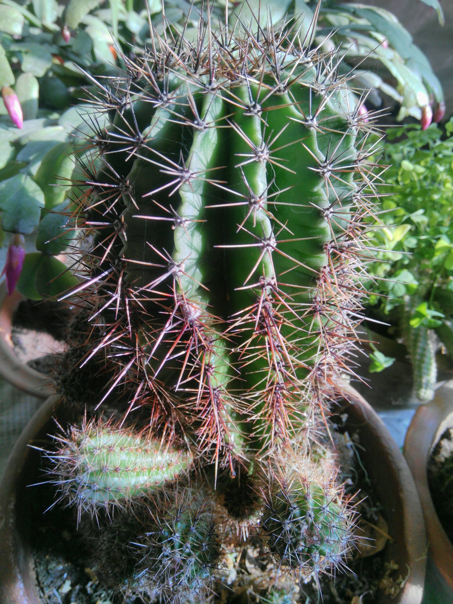 【发现生活之美】冬日的仙人球