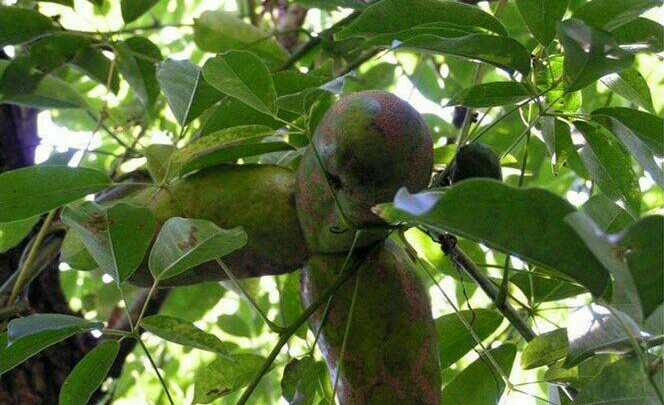 客家麻藤包:山间"小蜜房"