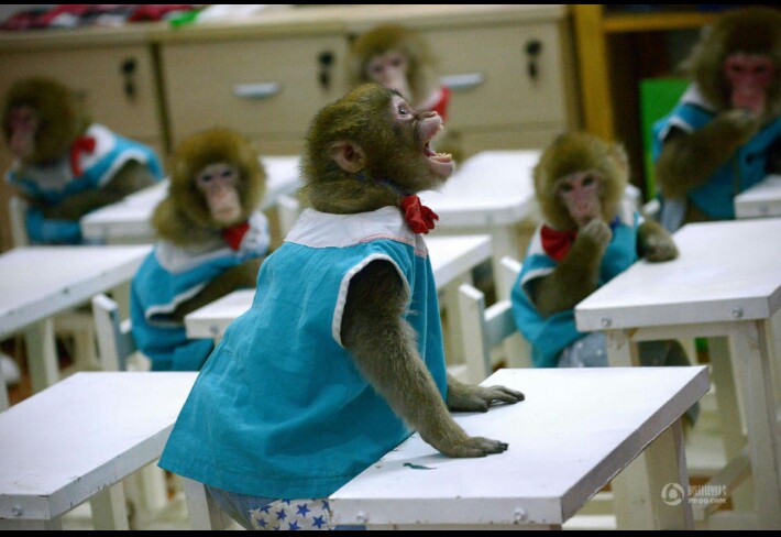 新春到小猴子演节目