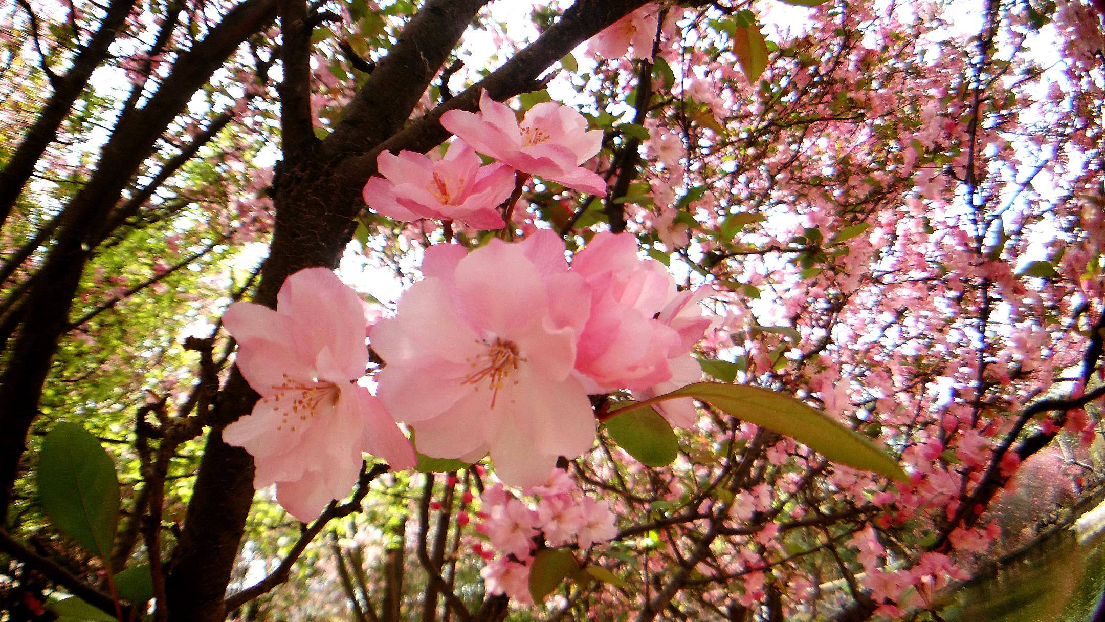 【寻春天】春天花会开