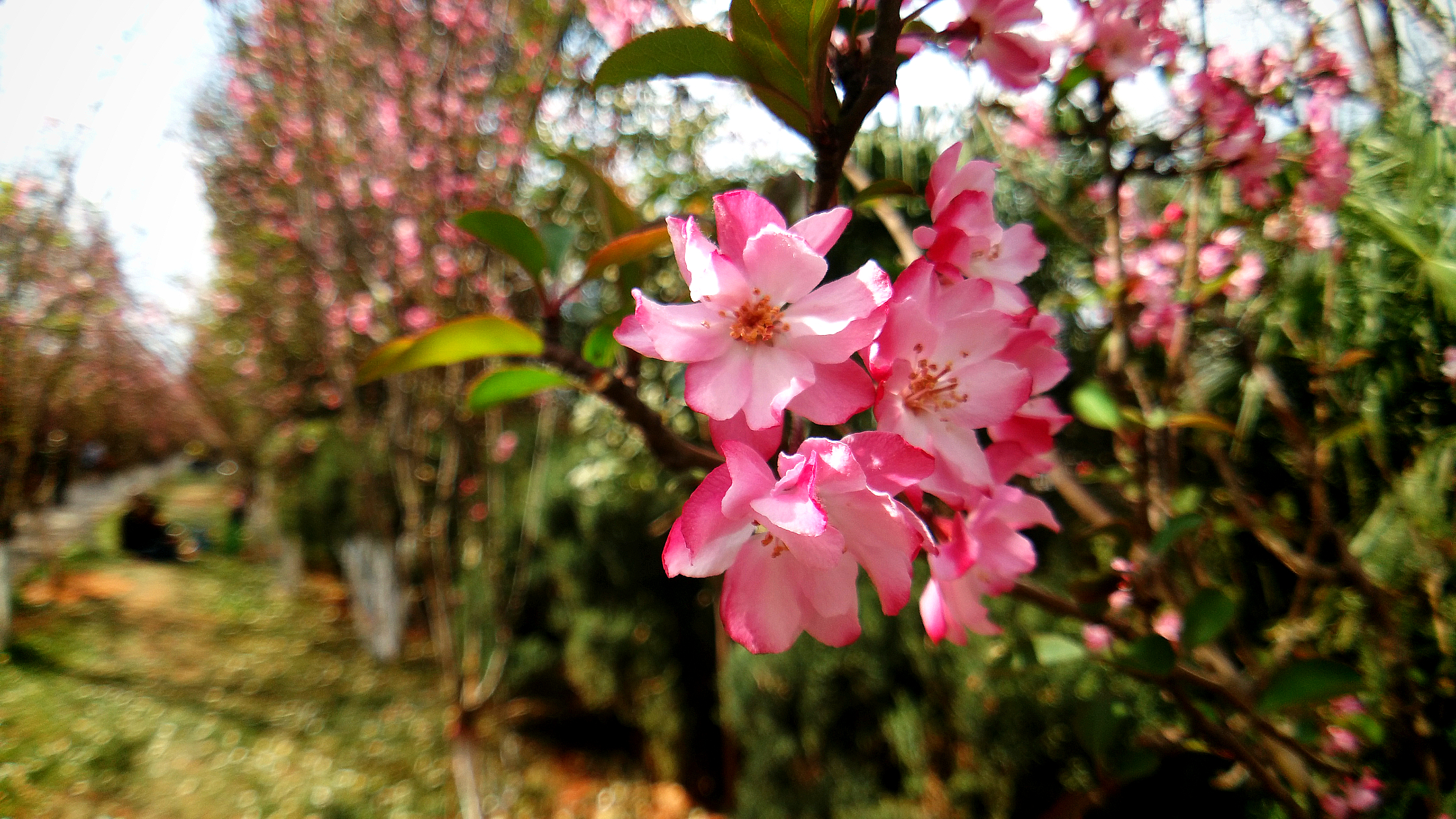 春天开的花的名字和图片(春天开的花名称和样子图片)