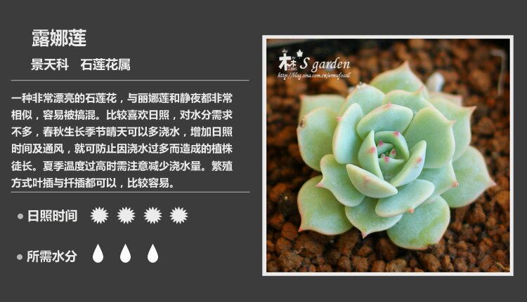 史上最全多肉植物介绍4