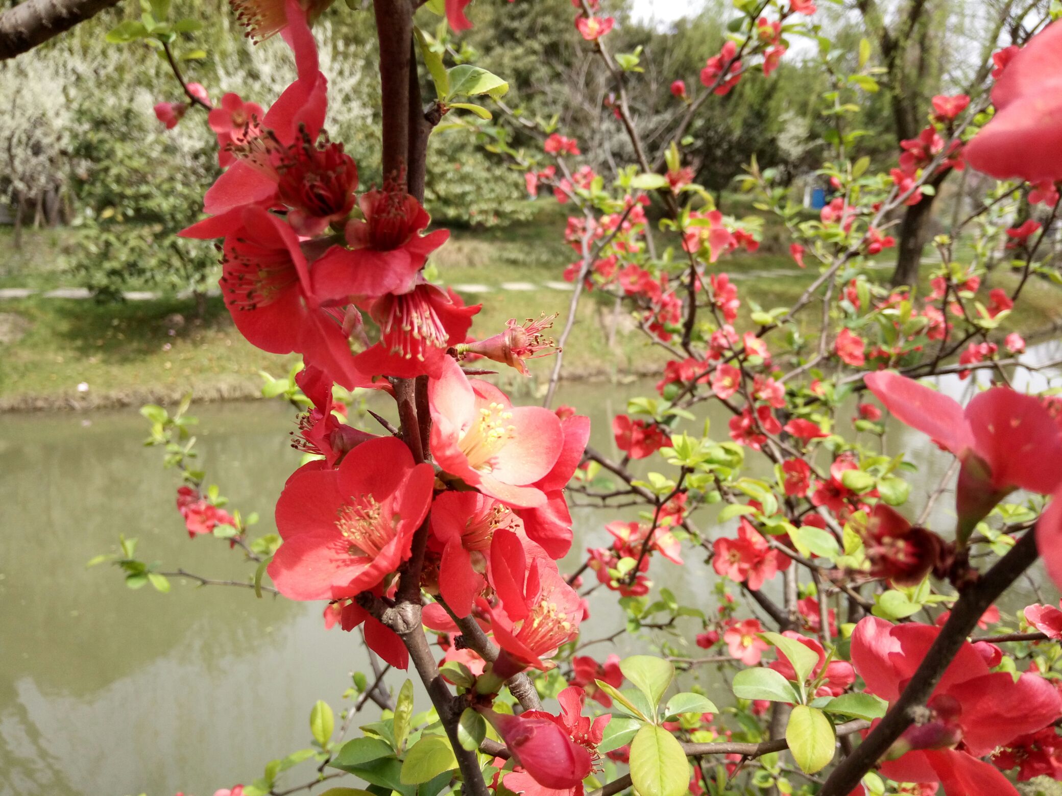 【尋春天】花開的季節