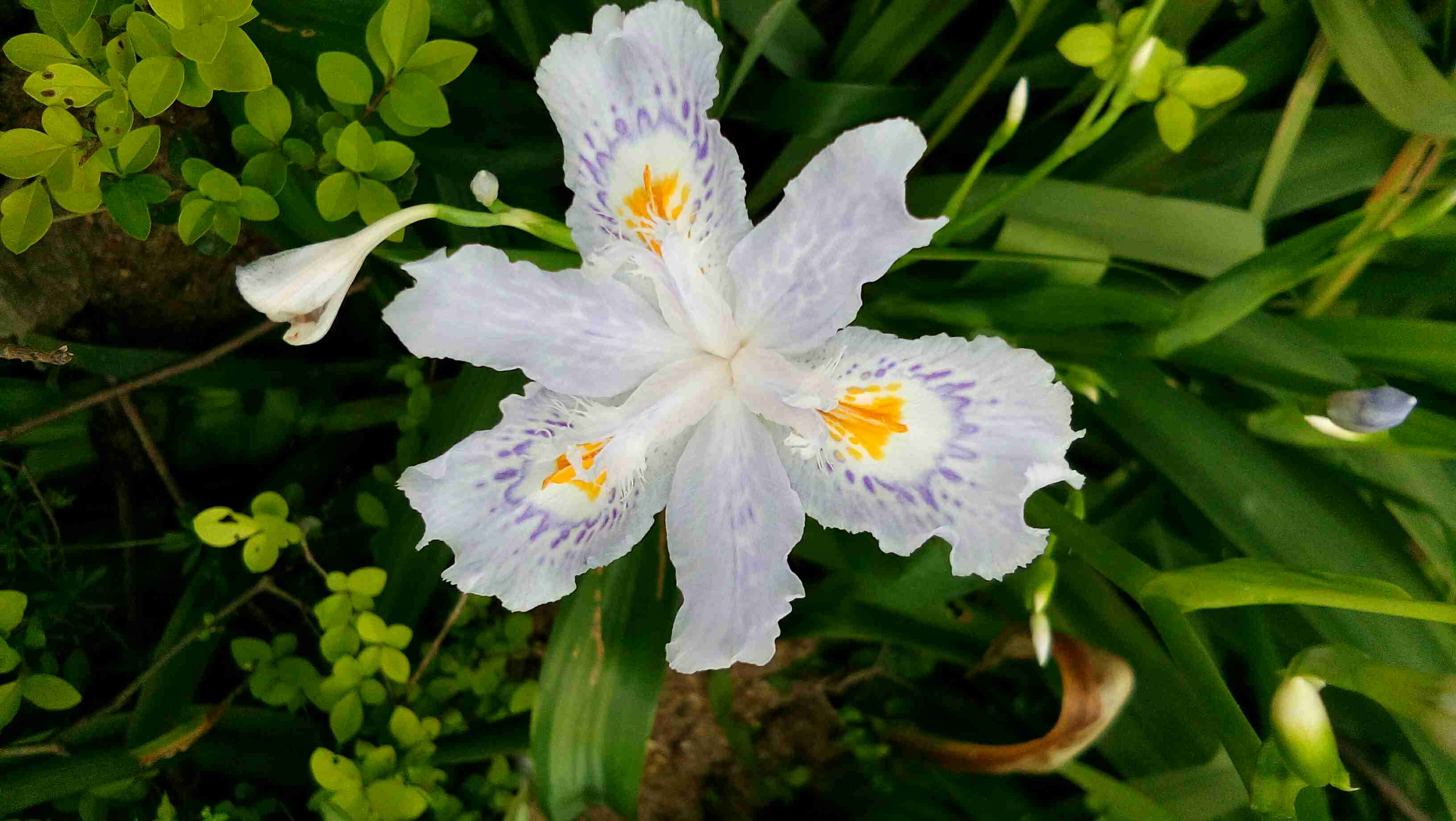 【寻春天】三月莺时,草木复苏. - vivo官网社区