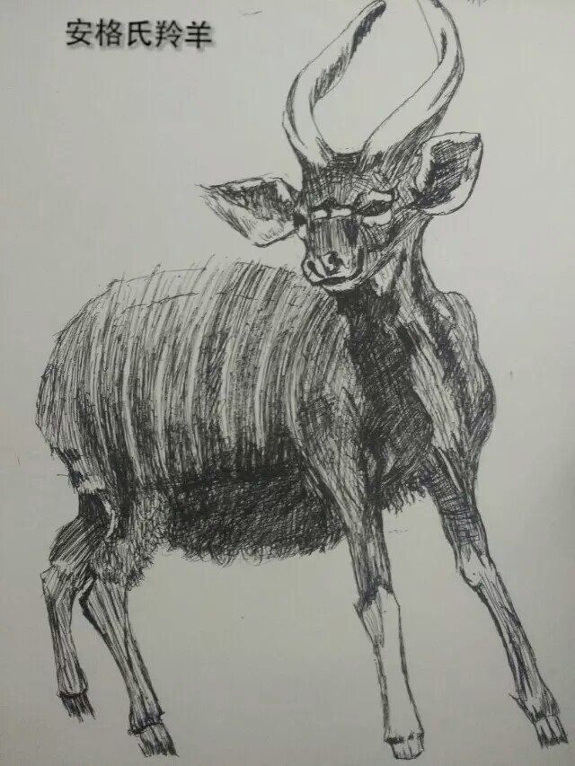 据说学美术的都喜欢二次元