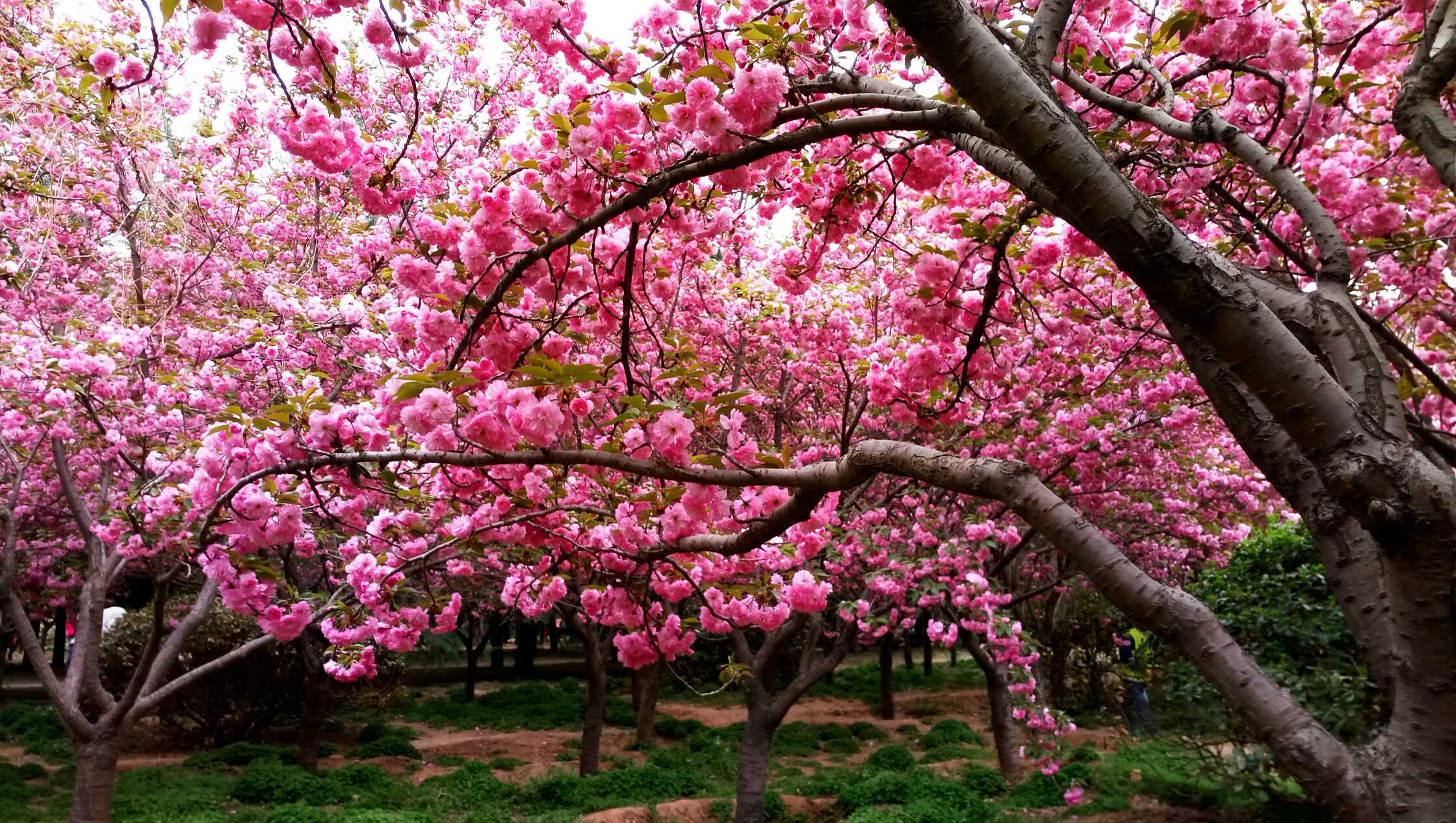 郑州市人民公园樱花图片