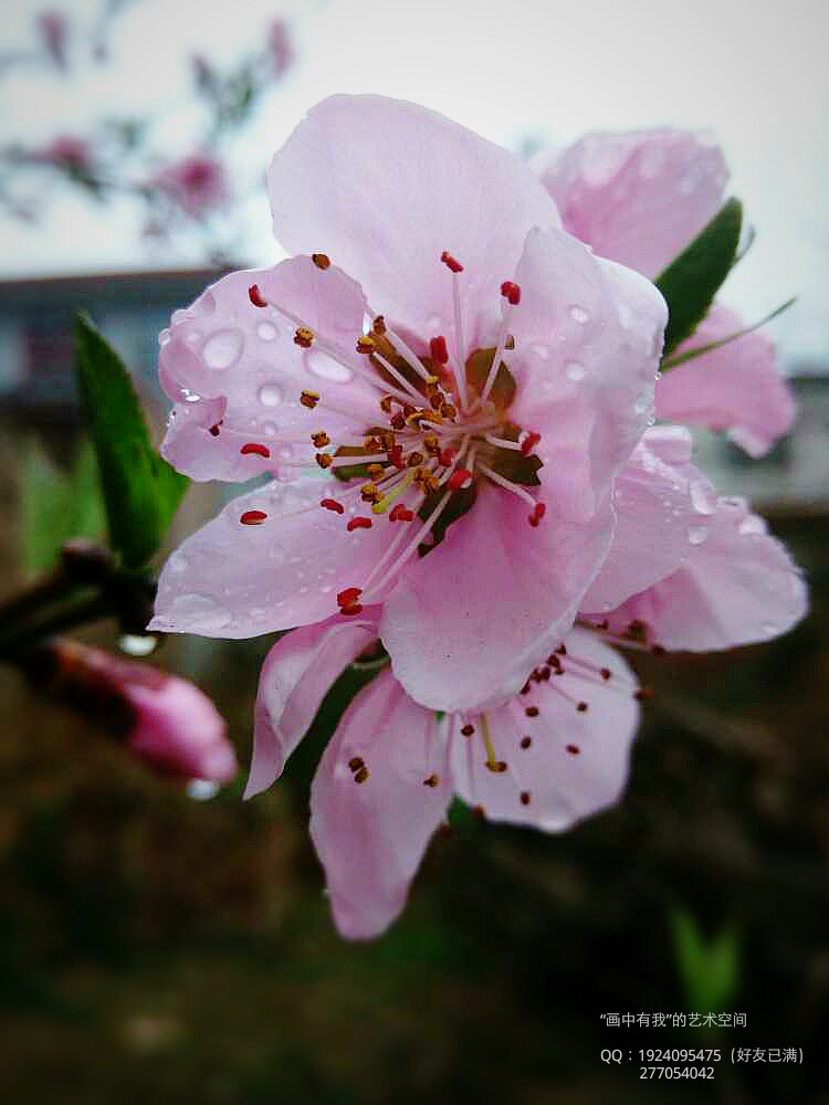 雨后桃花